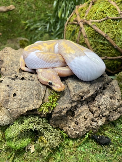 Banana Piebald “Charlie” Ball Python by Toadally Frogs LLC