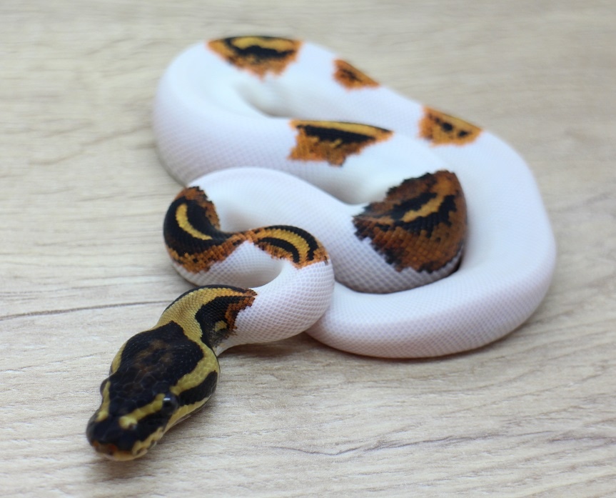 Pumpkin Pied Ball Python by Tobias Prime - MorphMarket