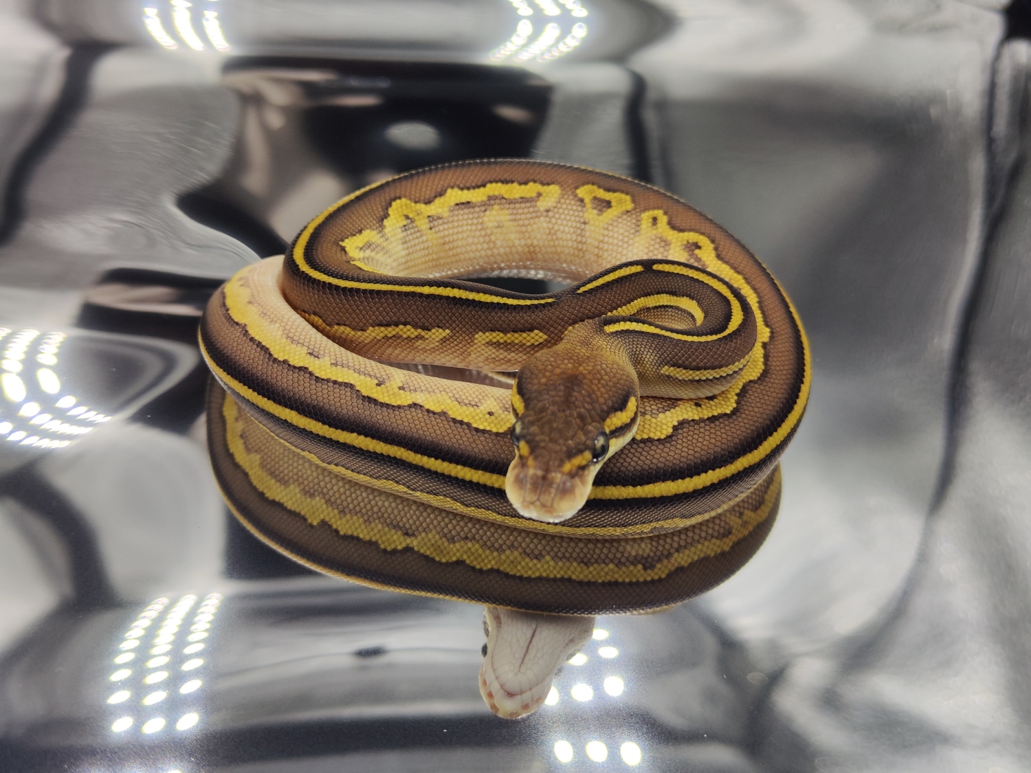 Bongo Leopard Lesser Fire Ball Python by Lionheart Snakes - MorphMarket
