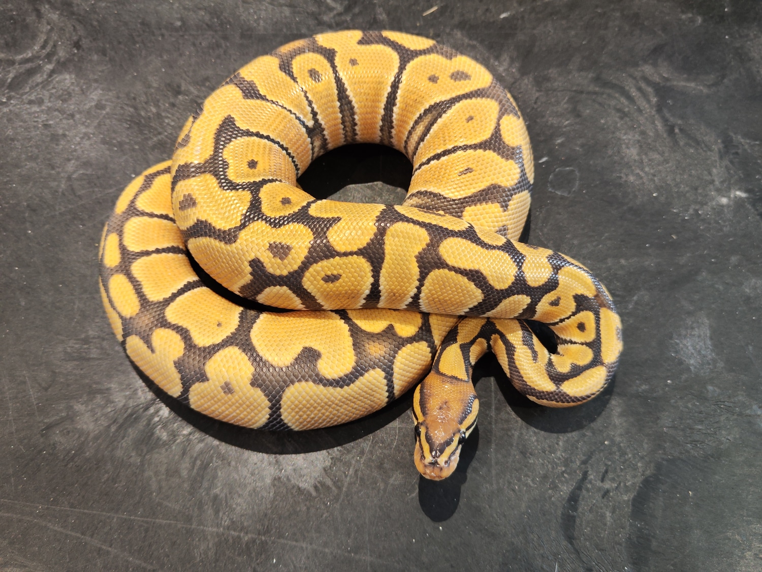 Orange Dream Hypo Ball Python by Lionheart Snakes - MorphMarket