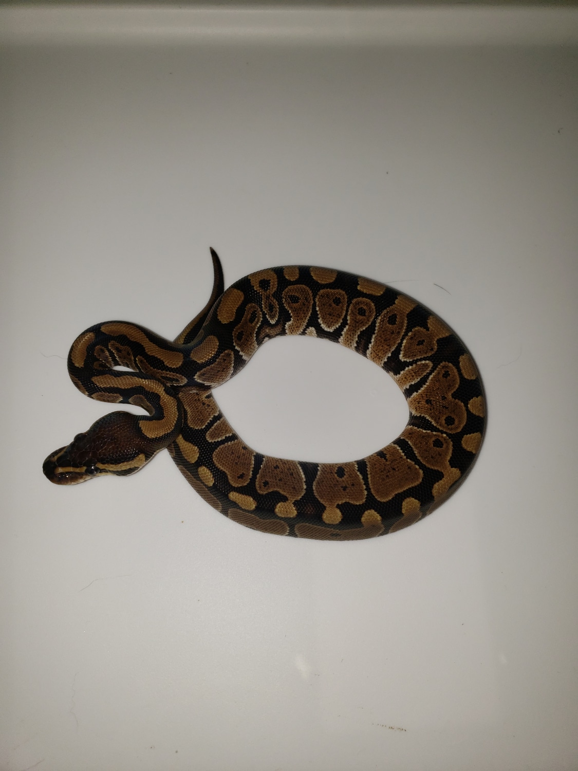 Normal Ball Python by Mystical Ball Pythons - MorphMarket
