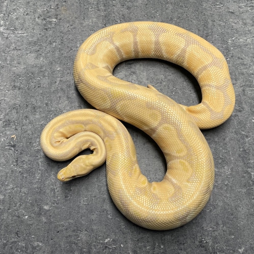Toffino Ball Python