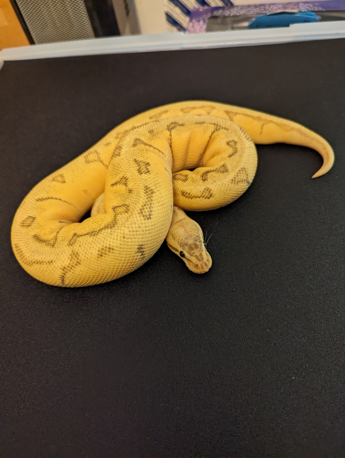 OD Enchi Pastel Pinstripe 100% Het Hypo Ball Python by I Love My Balls ...
