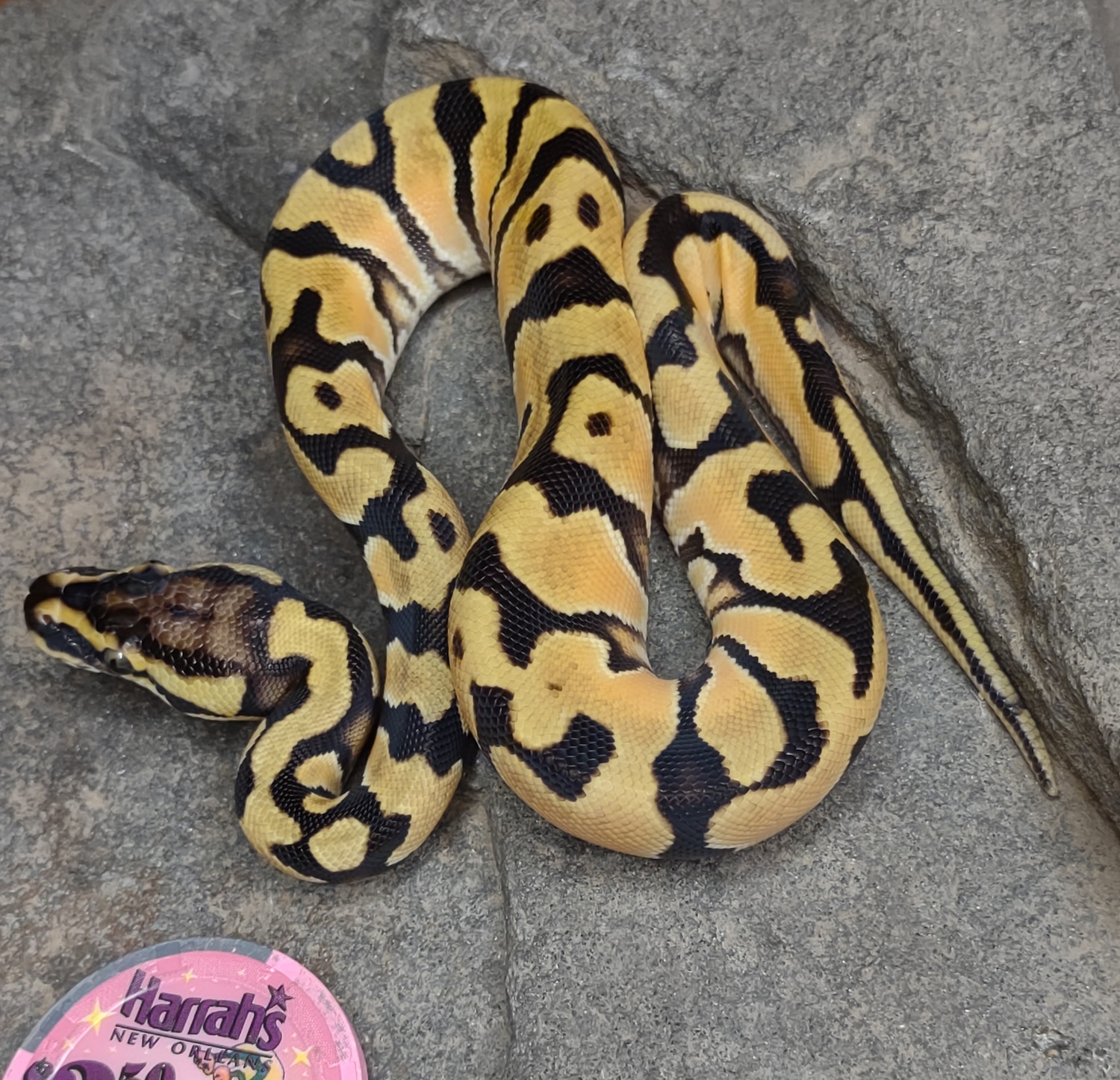 Super OD Enchi Ball Python by Moore Expressions Reptiles - MorphMarket