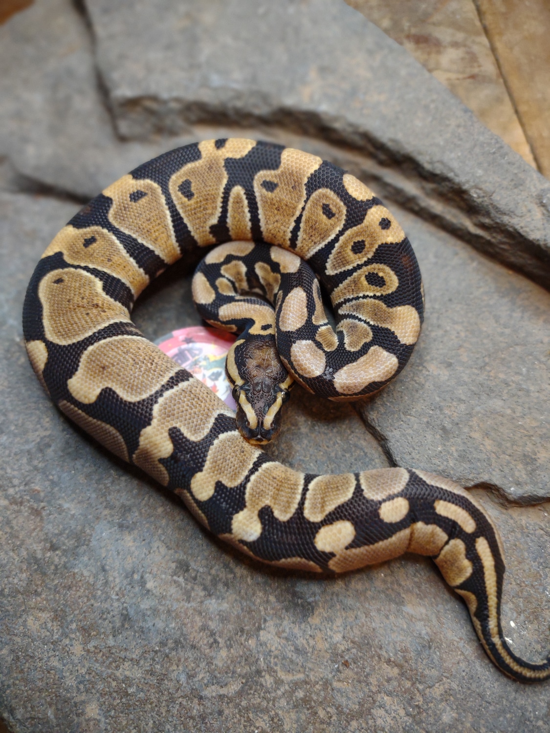 Scaleless Head Ball Python by Moore Expressions Reptiles - MorphMarket