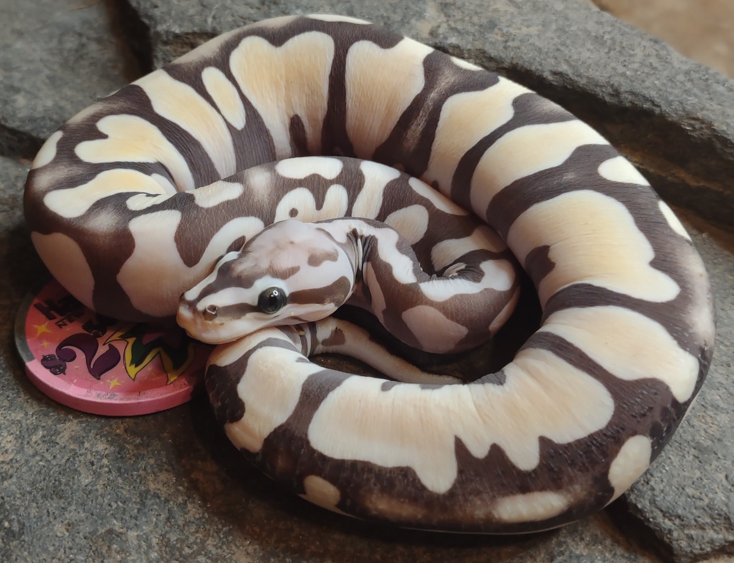 Pastel Scaleless Ball Python by Moore Expressions Reptiles - MorphMarket