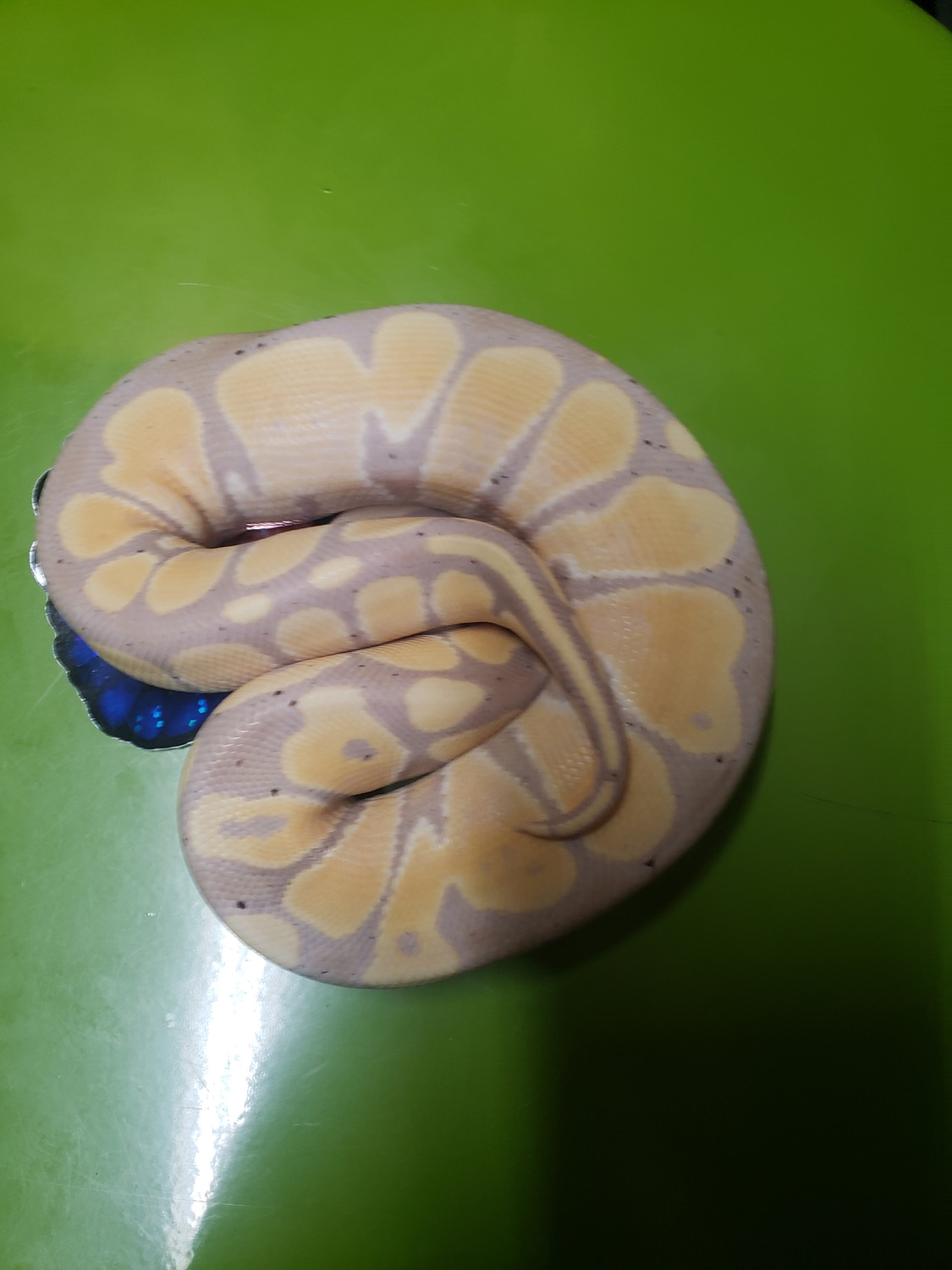 Banana Hypo Ball Python by TnT Balls MorphMarket