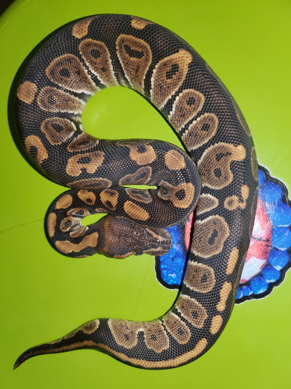 Chocolate Ball Python by TnT Balls - MorphMarket