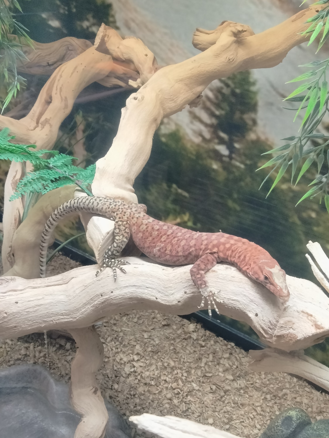 Pilbara Rock Monitor Other Monitor by Reptiroom, LLC MorphMarket