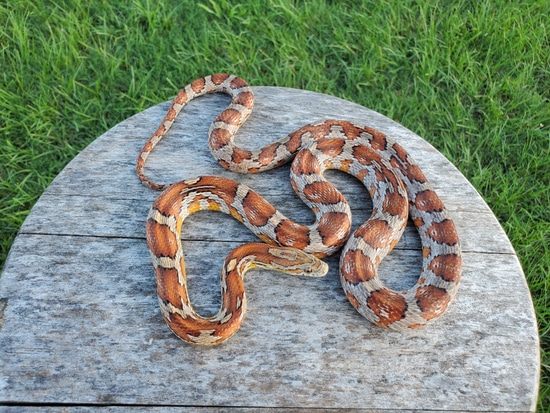 Miami Het Anery Corn Snake by Tokay Kita's Spotted Scales