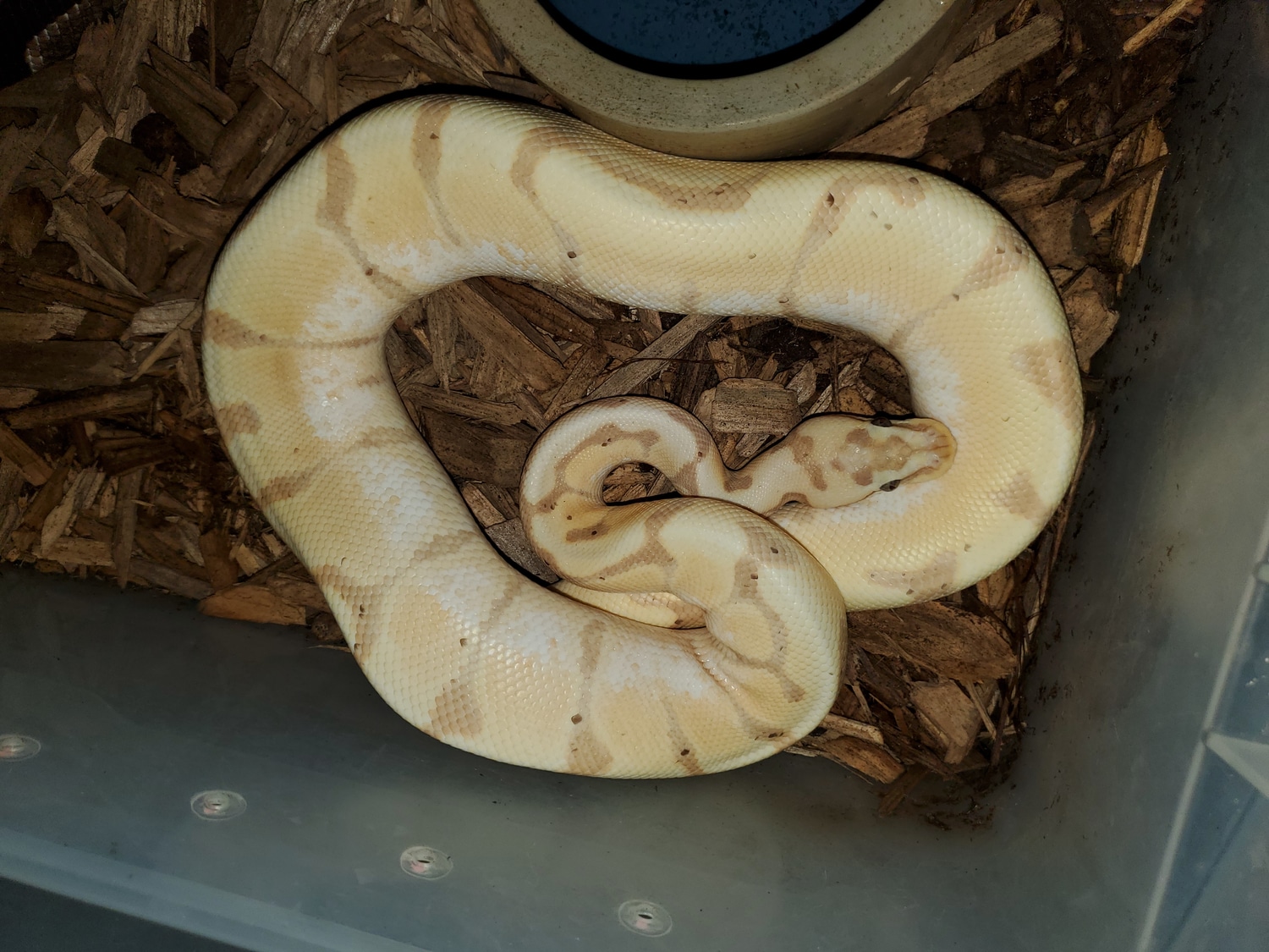 Proven Banana Enchi Woma Ball Python by Tokay Kita's Spotted Scales