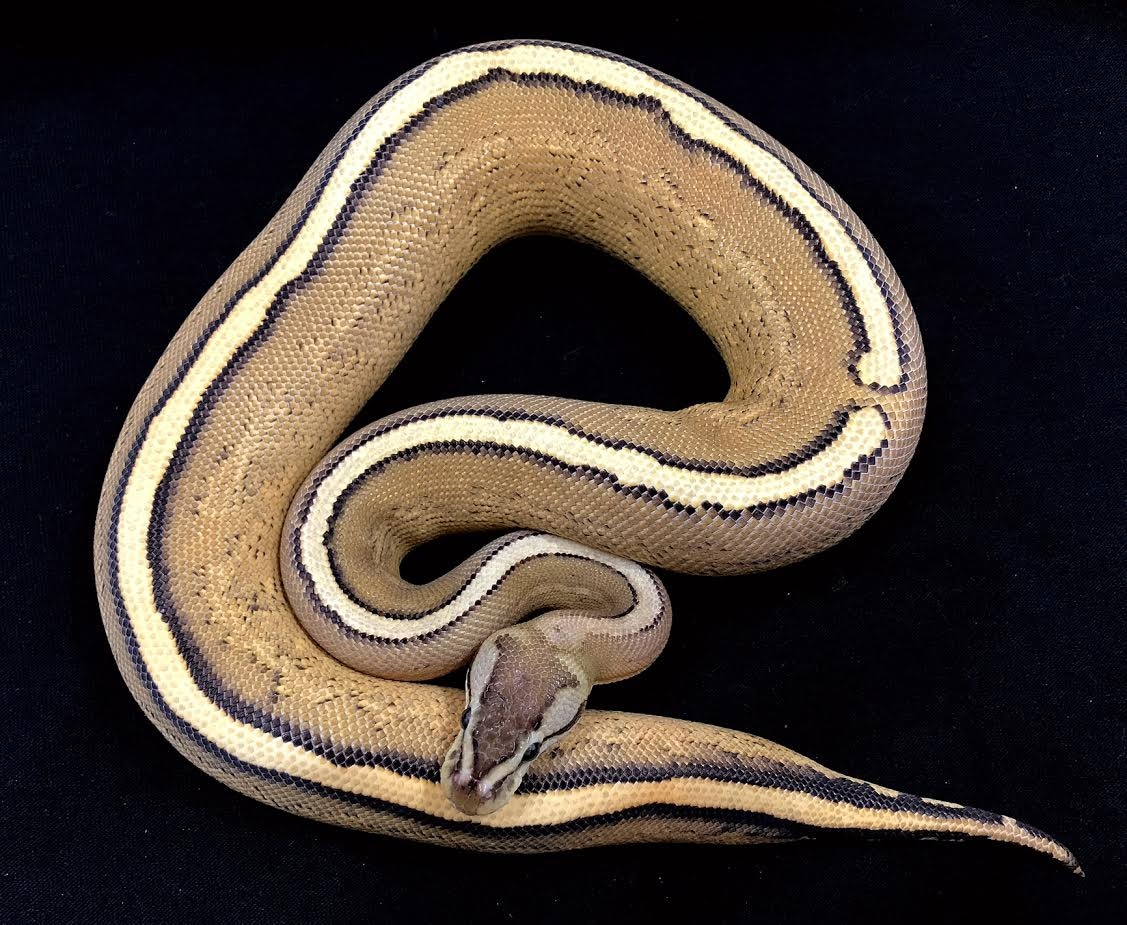 Black Pastel Super Stripe Ball Python by Tom Barnhart - MorphMarket