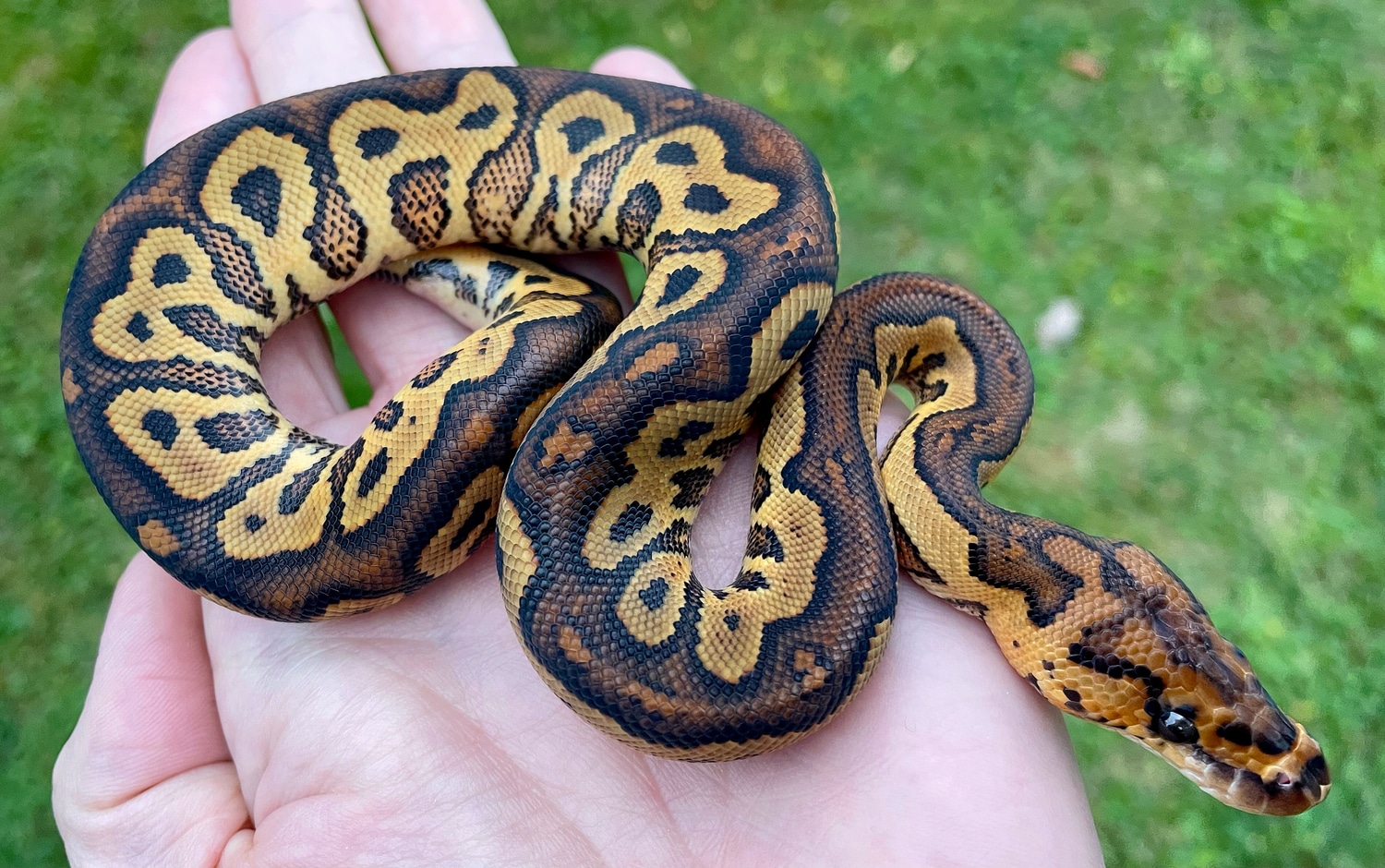 Het Red Axanthic Yellow Belly Clown Ball Python by Tom Barnhart ...