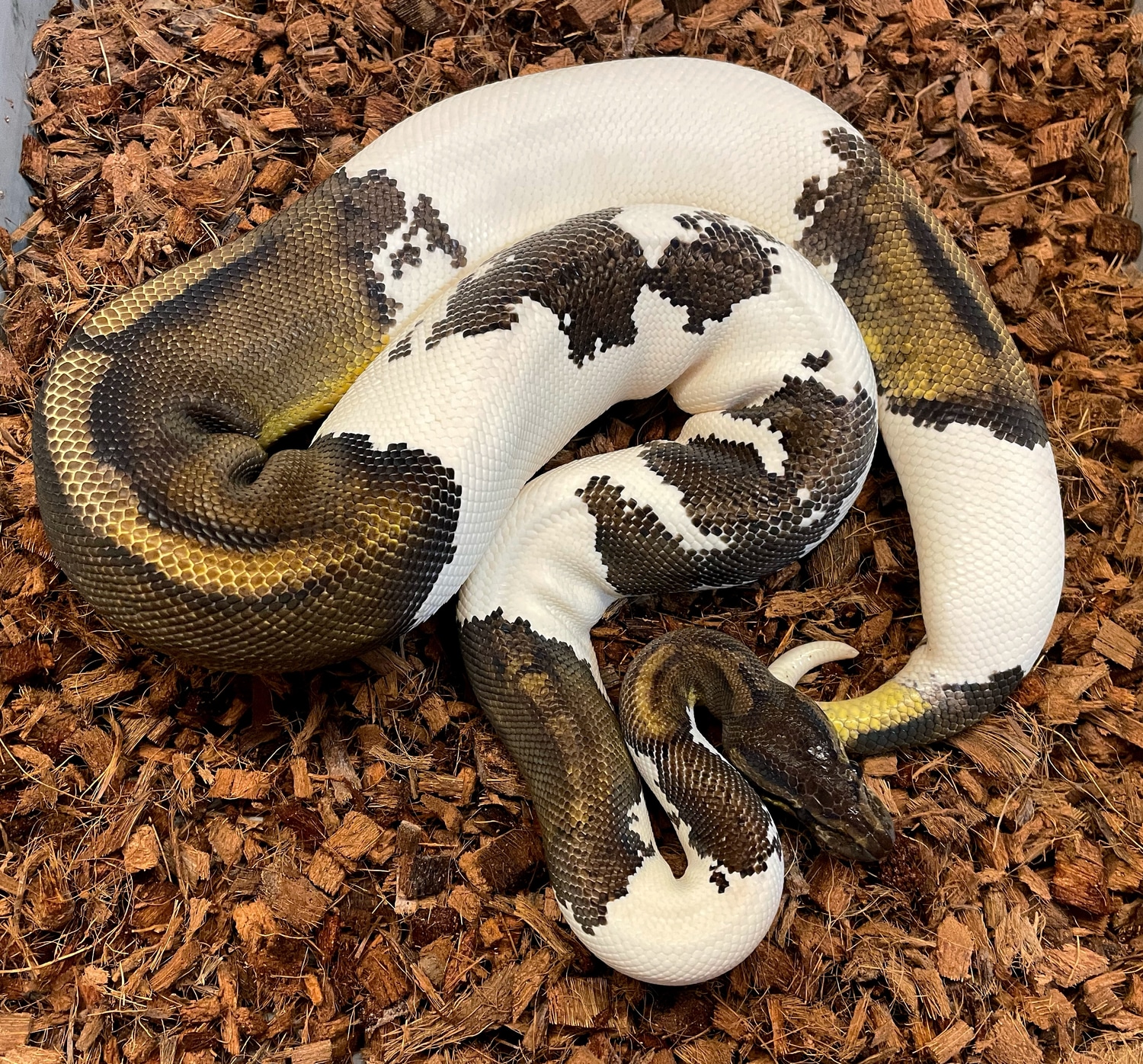 Barnhart Black Pastel Piebald Ball Python by Tom Barnhart - MorphMarket