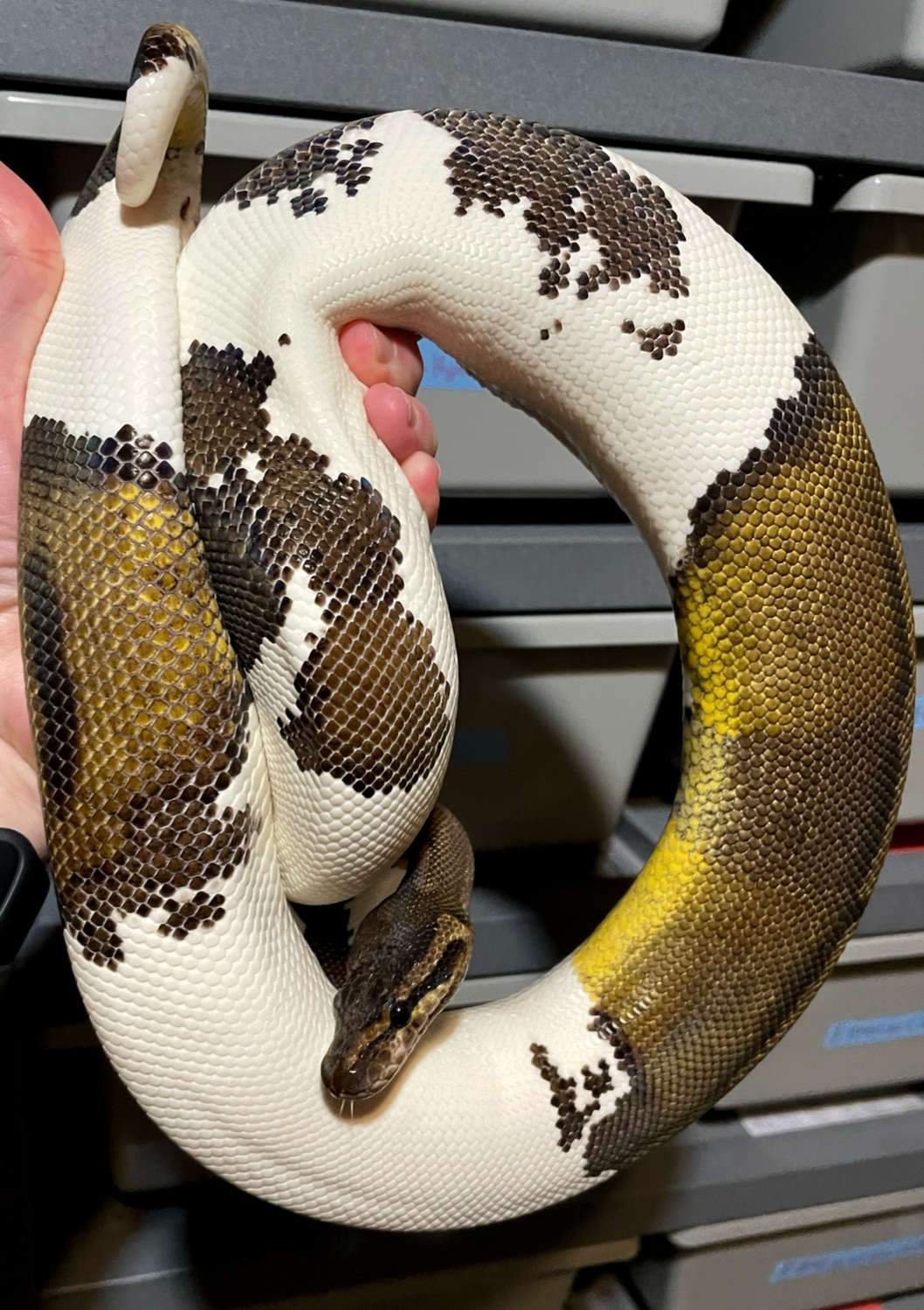 Barnhart Black Pastel Piebald Ball Python by Tom Barnhart - MorphMarket