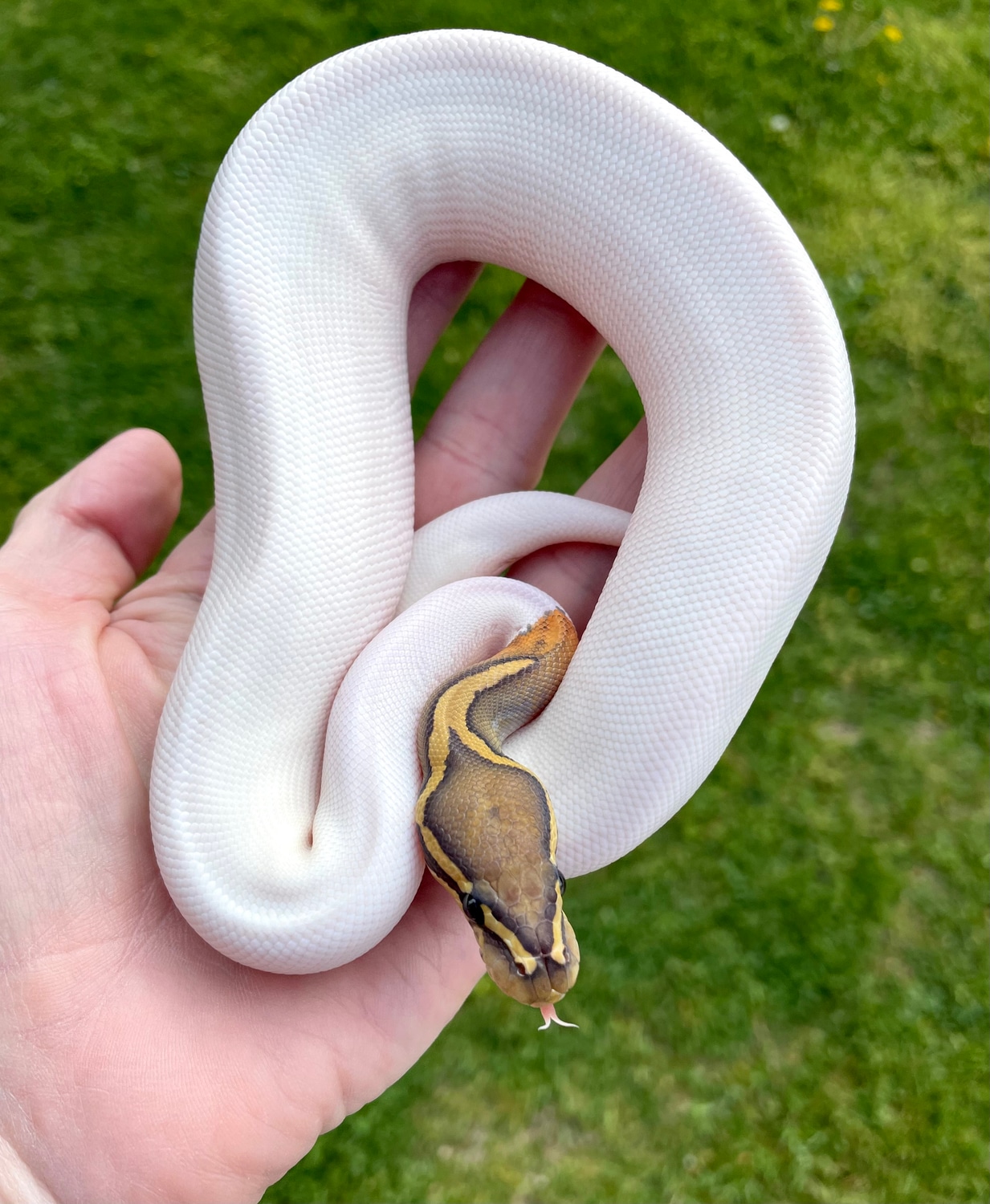 Hypo Piebald Ball Python by Tom Barnhart - MorphMarket