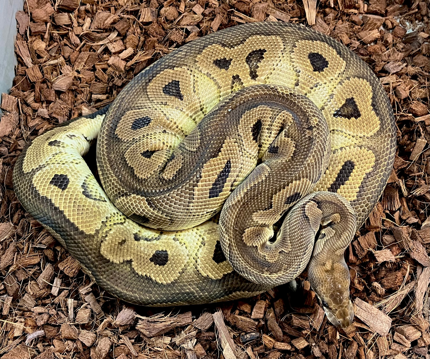 Barnhart Black Pastel Clown Ball Python by Tom Barnhart - MorphMarket