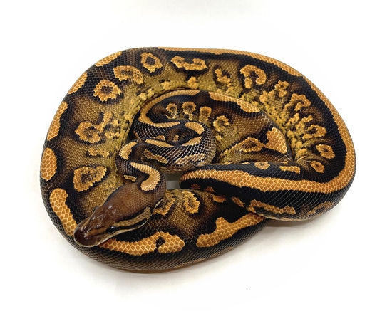 Barnhart Black Pastel Yellow Belly Het Clown Ball Python by Tom Barnhart