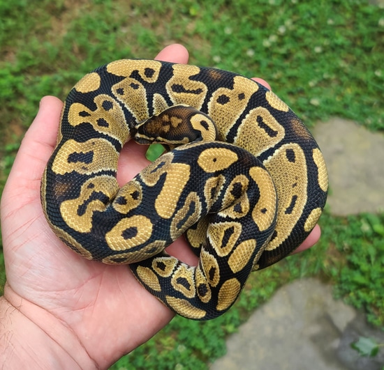 Triple Het Hypo Axanthic Clown Ball Python by Cold Blooded Scalywags