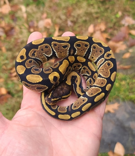 Normal Het Desert Ghost Pos Het VPI Axanthic Ball Python by Cold ...