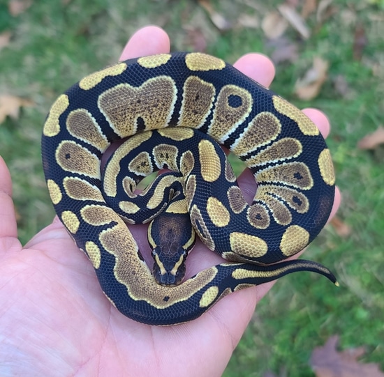 Normal Double Het VPI Axanthic Clown Ball Python by Cold Blooded Scalywags