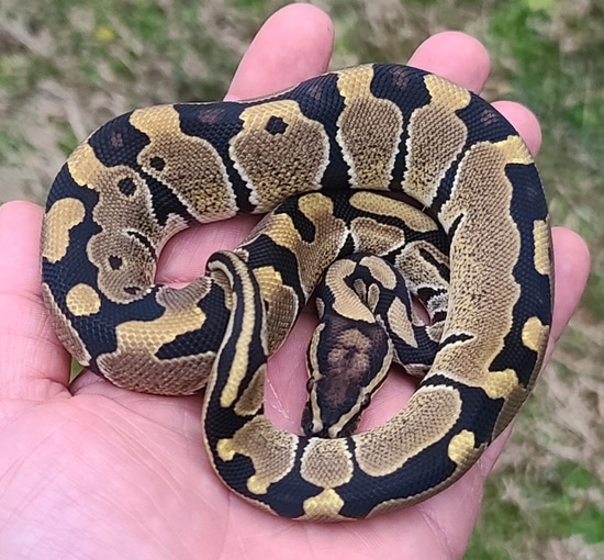 Normal Double Het VPI Axanthic / Clown Ball Python by Cold Blooded ...