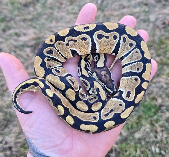 Normal Double Het VPI Axanthic Clown Ball Python by Cold Blooded Scalywags