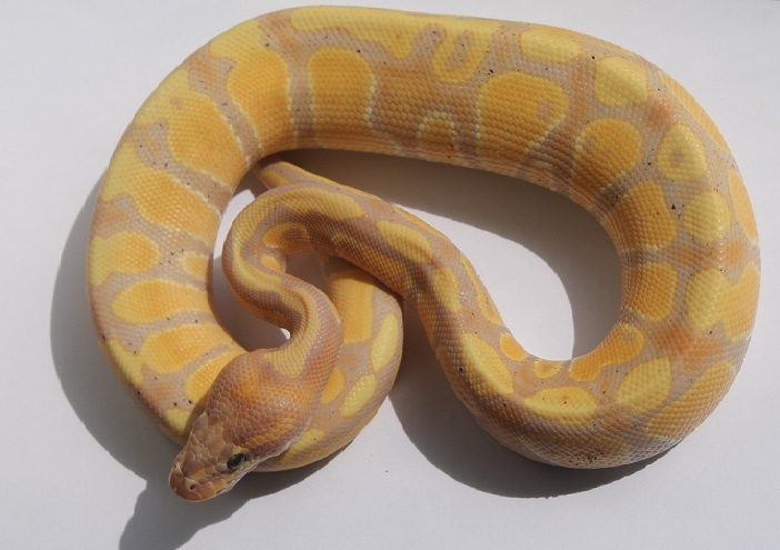Banana Ball Python by Salmon River Reptiles - MorphMarket