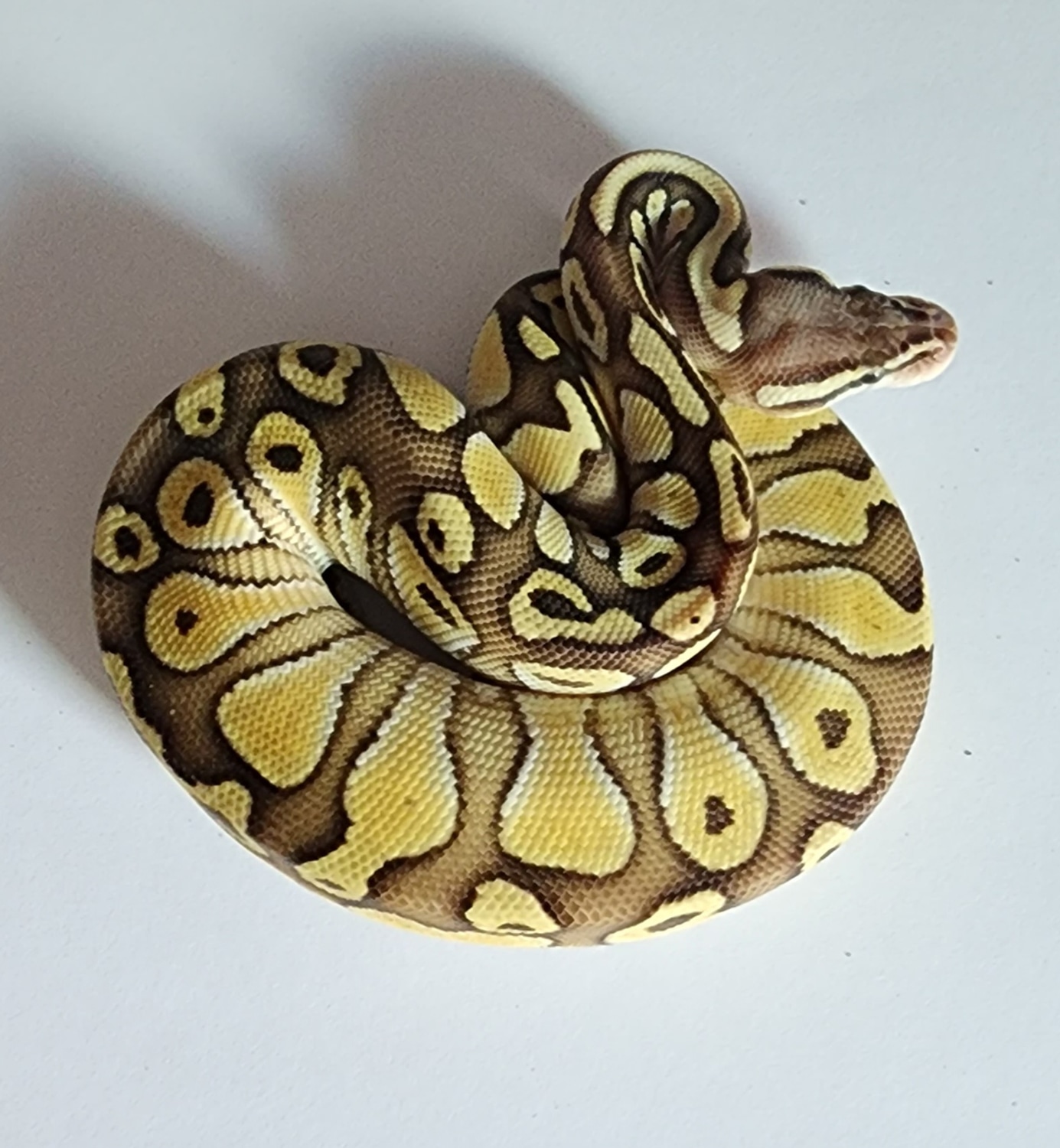Lesser Pastel Ball Python by Salmon River Reptiles - MorphMarket