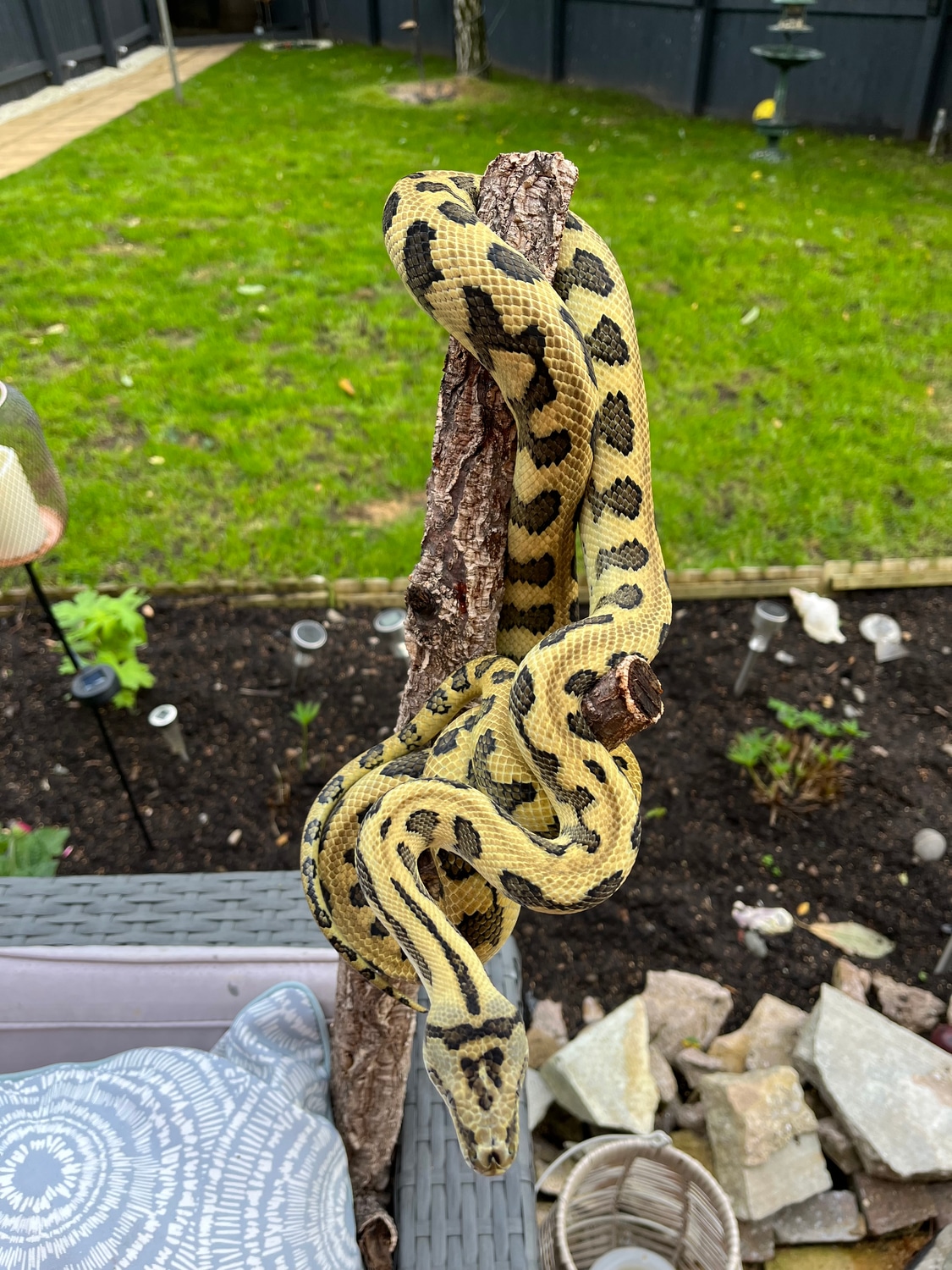 Caramel Jag Het Axanthic. Other Carpet Python by TJReptiles - MorphMarket