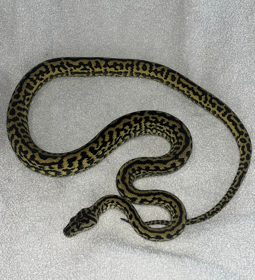 Zebra Jag Het Albino. Other Carpet Python by TJReptiles
