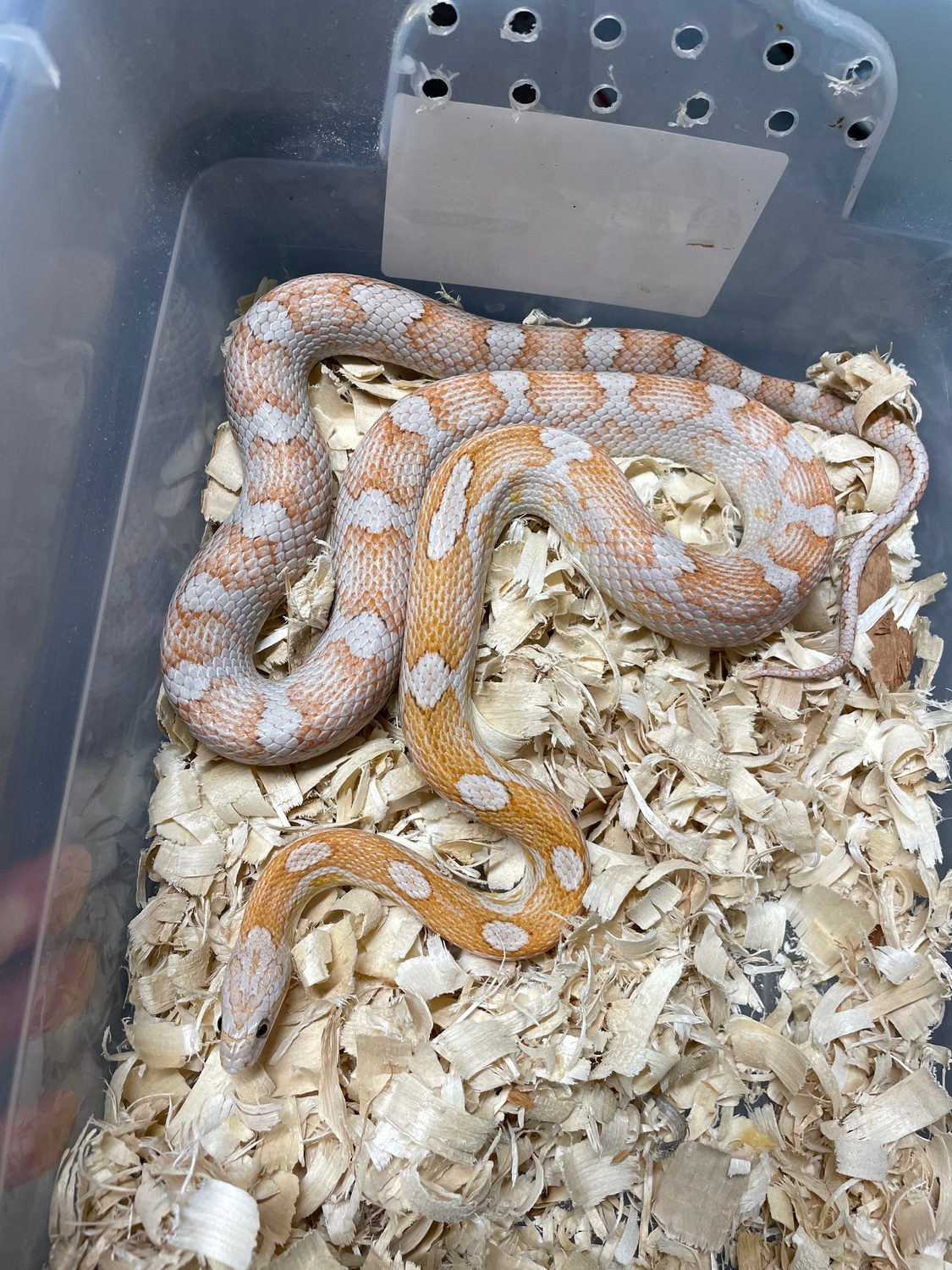 2019 Proven Breeder Corn Snake by Tom Bailey Reptiles MorphMarket