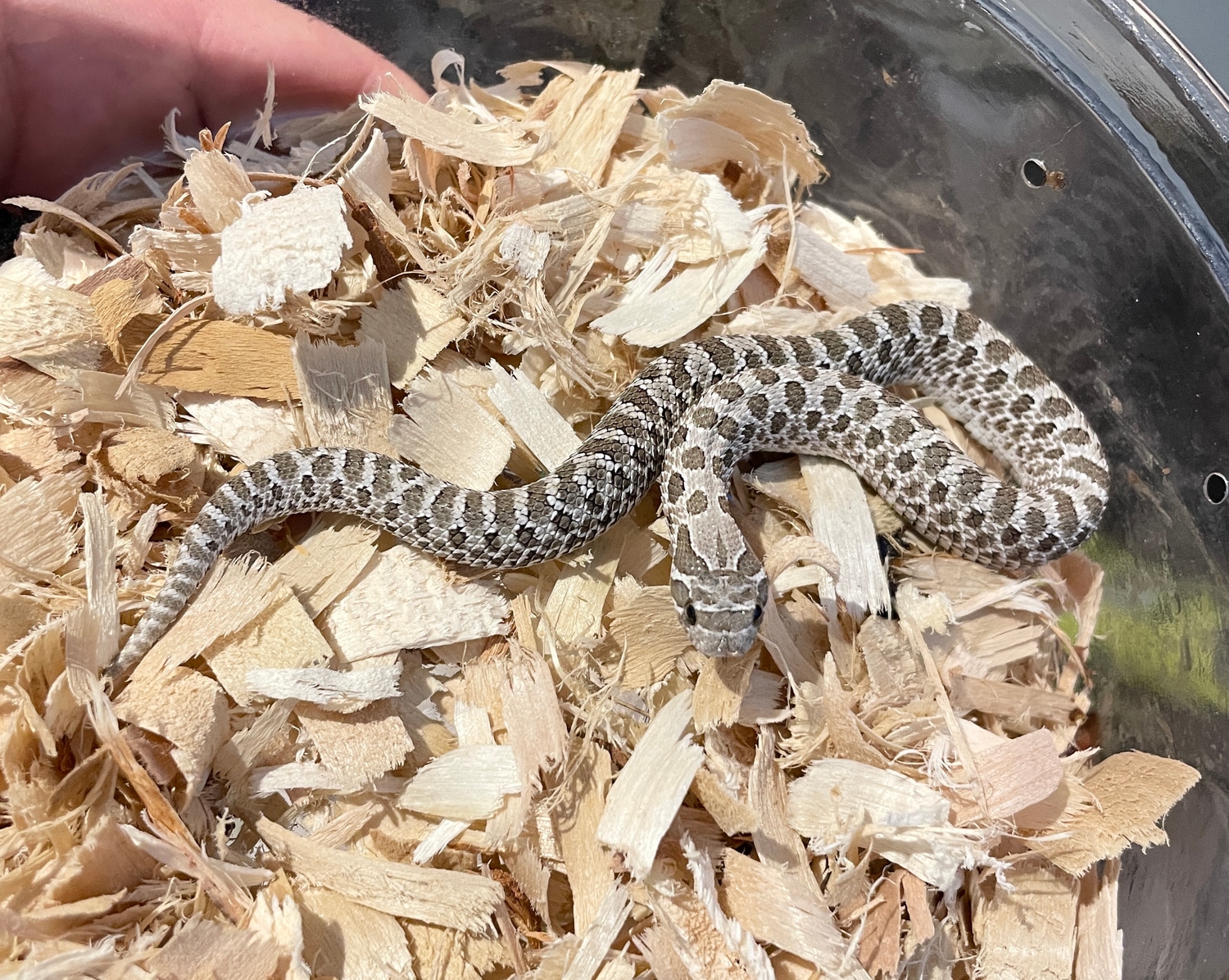 Green Line Het Axanthic Western Hognose by Tom Bailey Reptiles