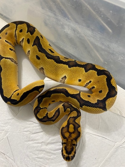 Best Of The Best Clown Female Ball Python by Tom Ellis Constriction