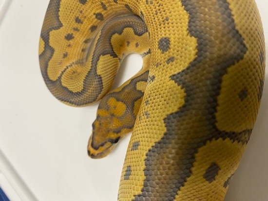 Hypo Clown Shipped Free Ball Python by Tom Ellis Constriction