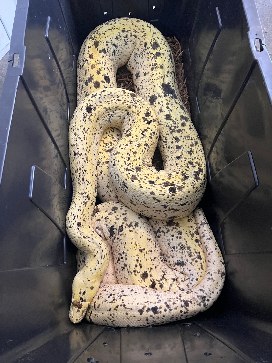 Sunfire Cow Reticulated Python by Murder Wyrms Reptiles and Caging LLC ...