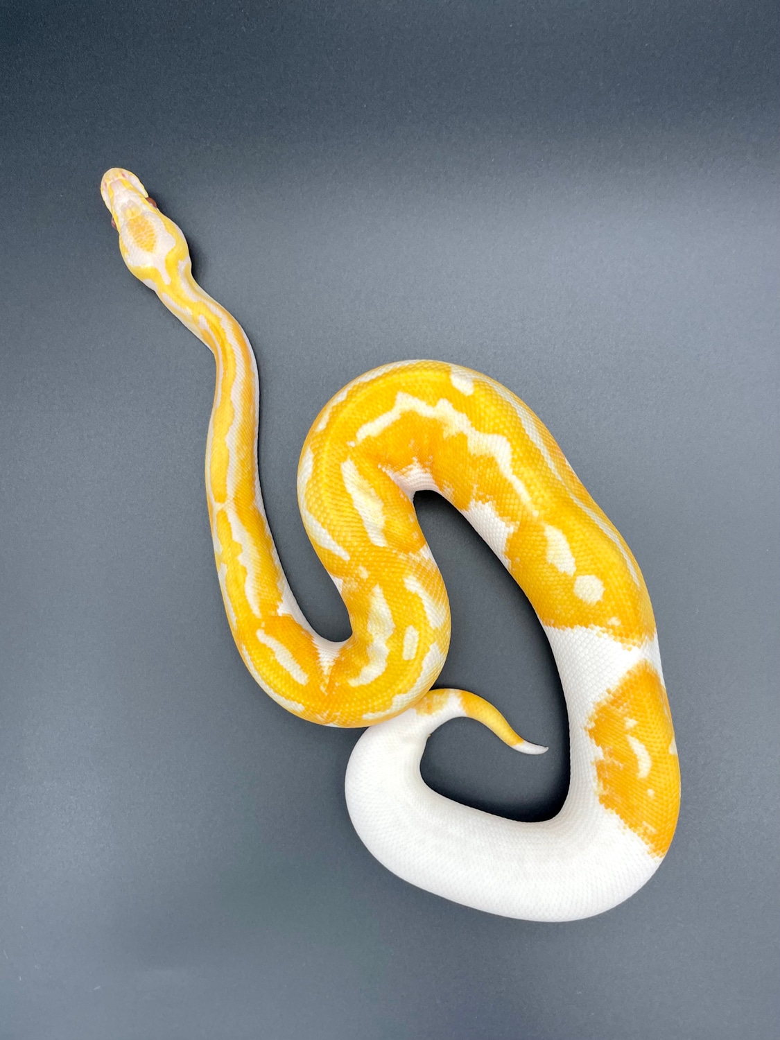 Dreamsicle Ball Python by Tom Baker Reptiles - MorphMarket