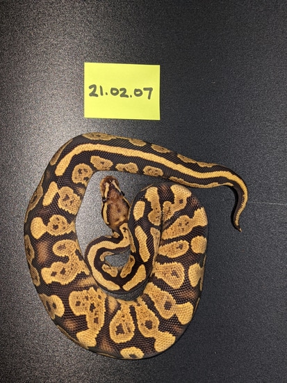 Grim YB Fire *Free Shipping* Ball Python by Reaper Exotics