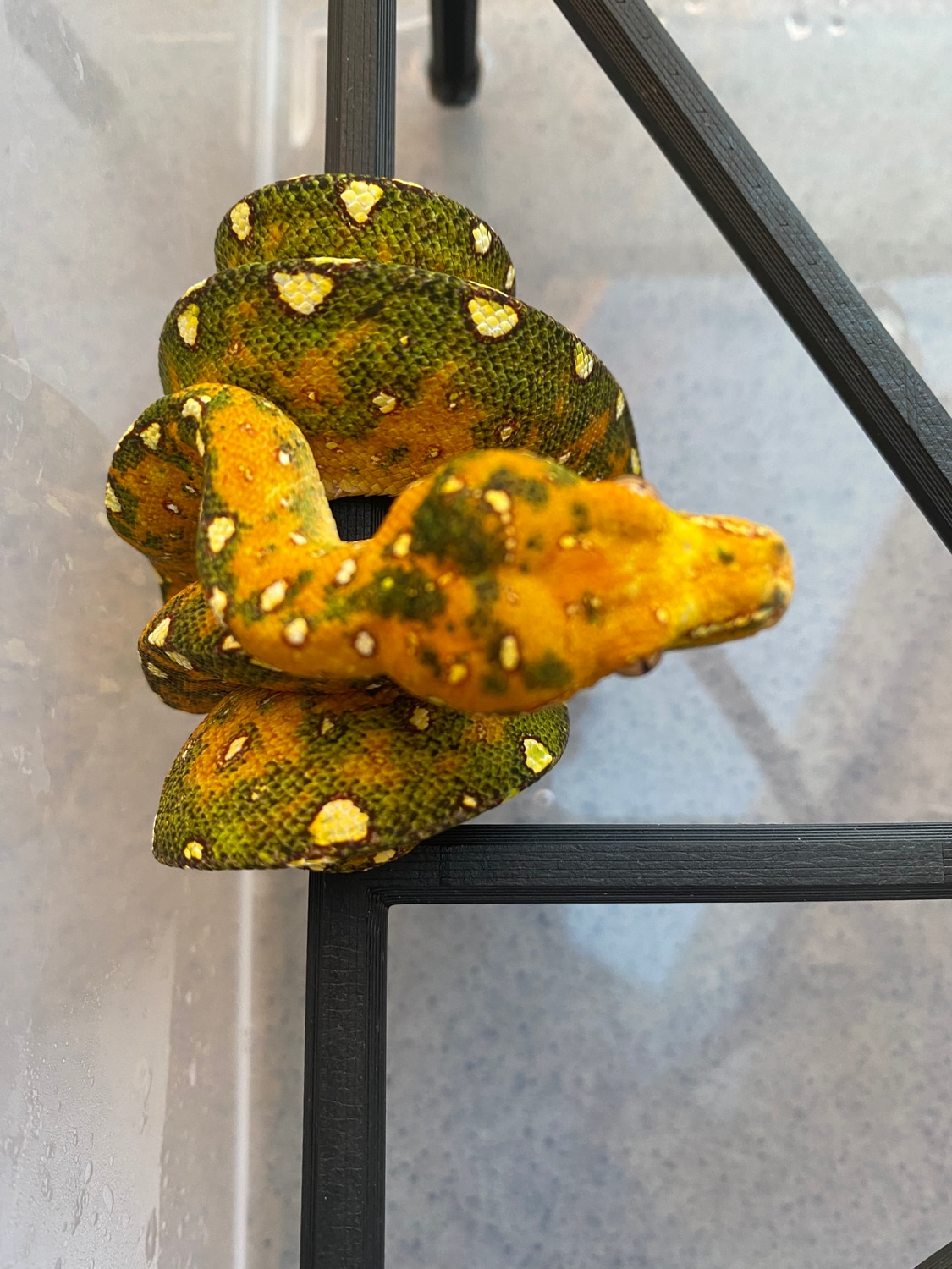 - FB Import Green Tree Python by Scale Select - MorphMarket