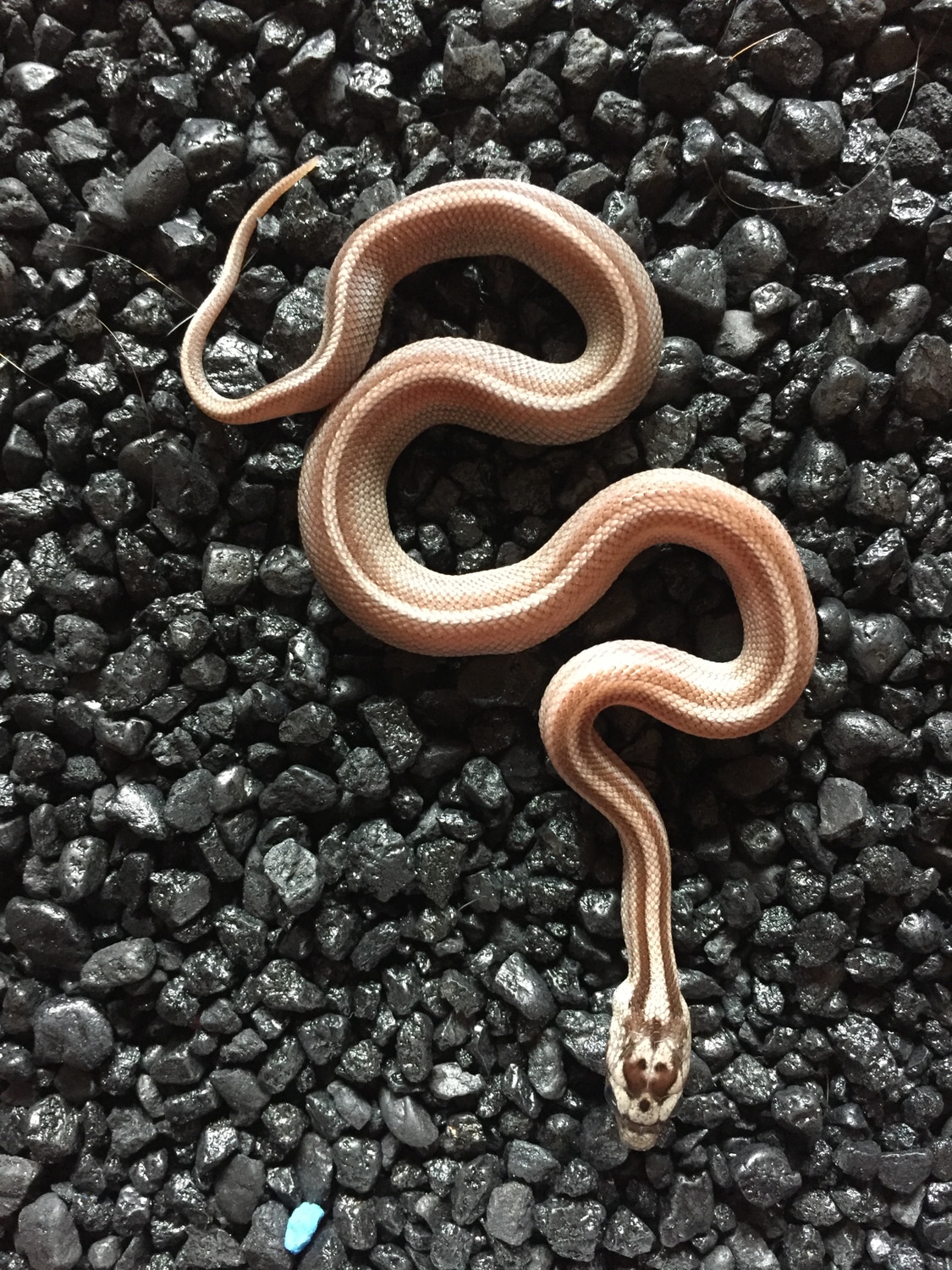 Cinder Tessera Motley Het Amel Stripe Corn Snake by Tom's Snakes ...