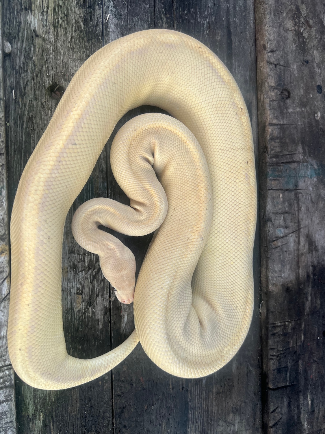 Banana Champagne Ball Python by Woolfie Royals MorphMarket