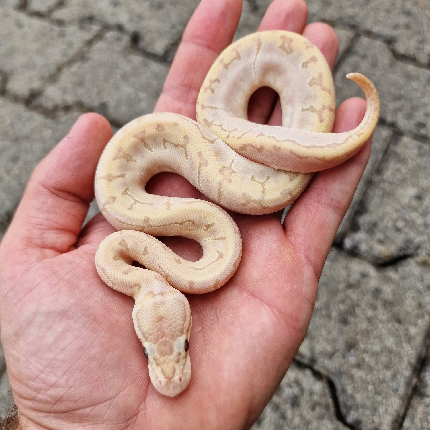 Ultramel Bamboo Fire Pinstripe Ball Python by Unlimited Pythons ...