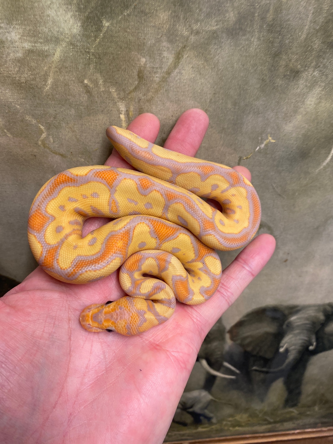 Banana Enchi Yb Clown Ball Python by Tony Hersey Obsessive Reptiles