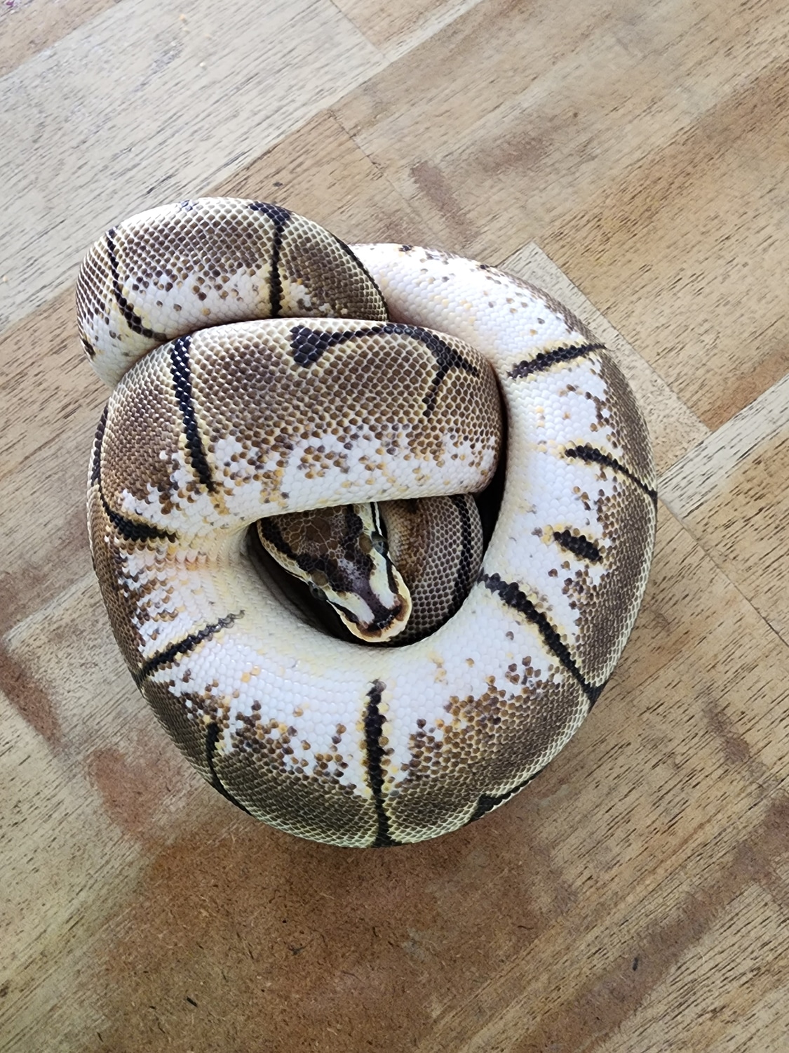 Spider Scaleless Head Ball Python by Black Hat Reptiles - MorphMarket