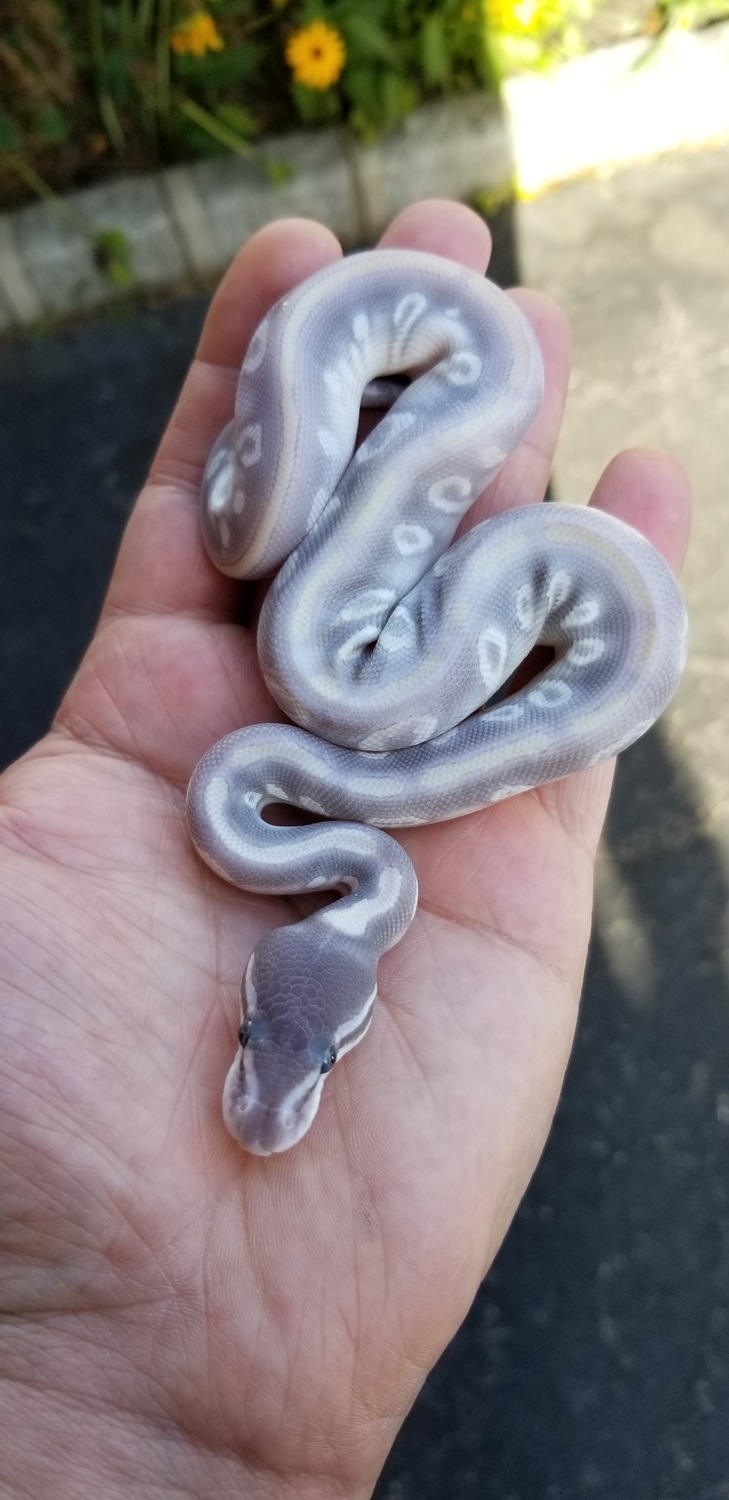 Purple Passion Het Clown Ball Python by Python Perfection Inc - MorphMarket