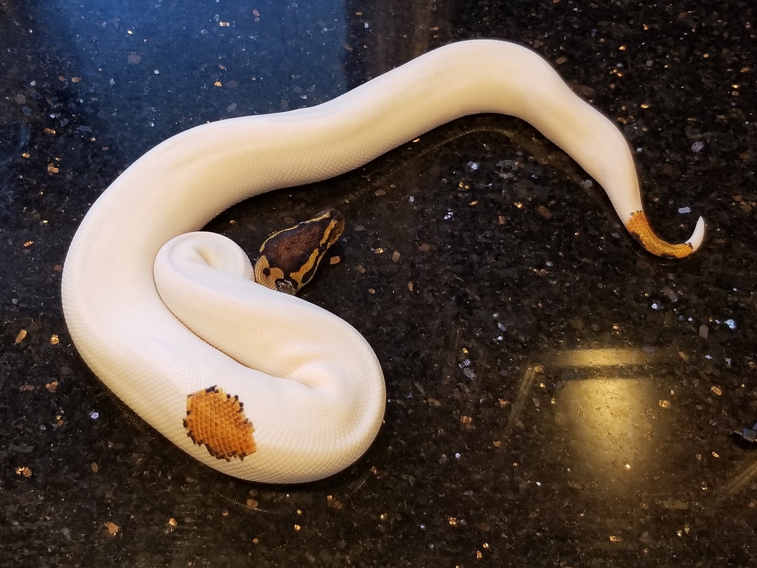 Yellow Belly/gravel Pied Ball Python by Python Perfection Inc MorphMarket