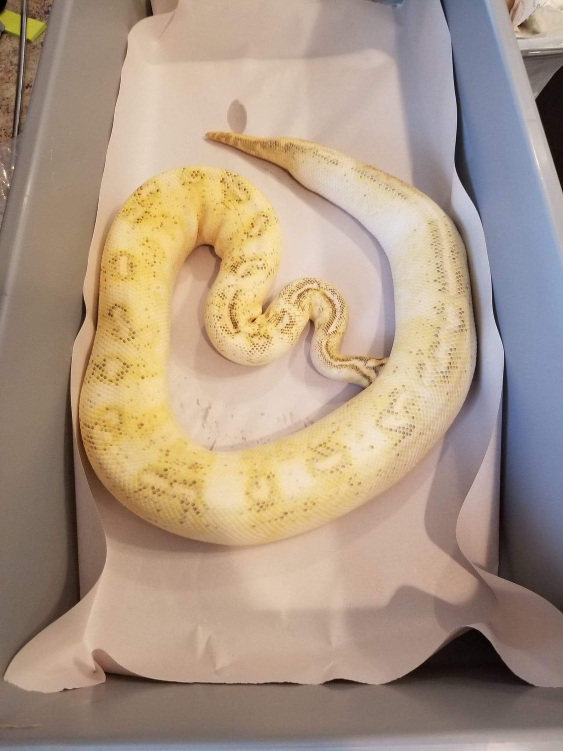 Pastel Enchi Highway Ball Python by Python Perfection Inc MorphMarket
