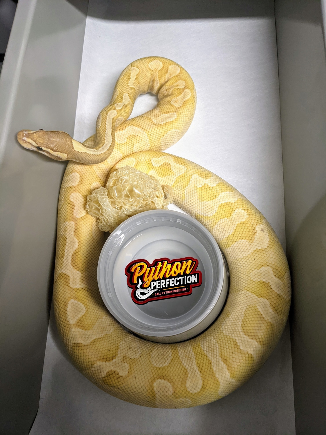 Banana Ghi Enchi Lesser Ball Python by Python Perfection Inc MorphMarket
