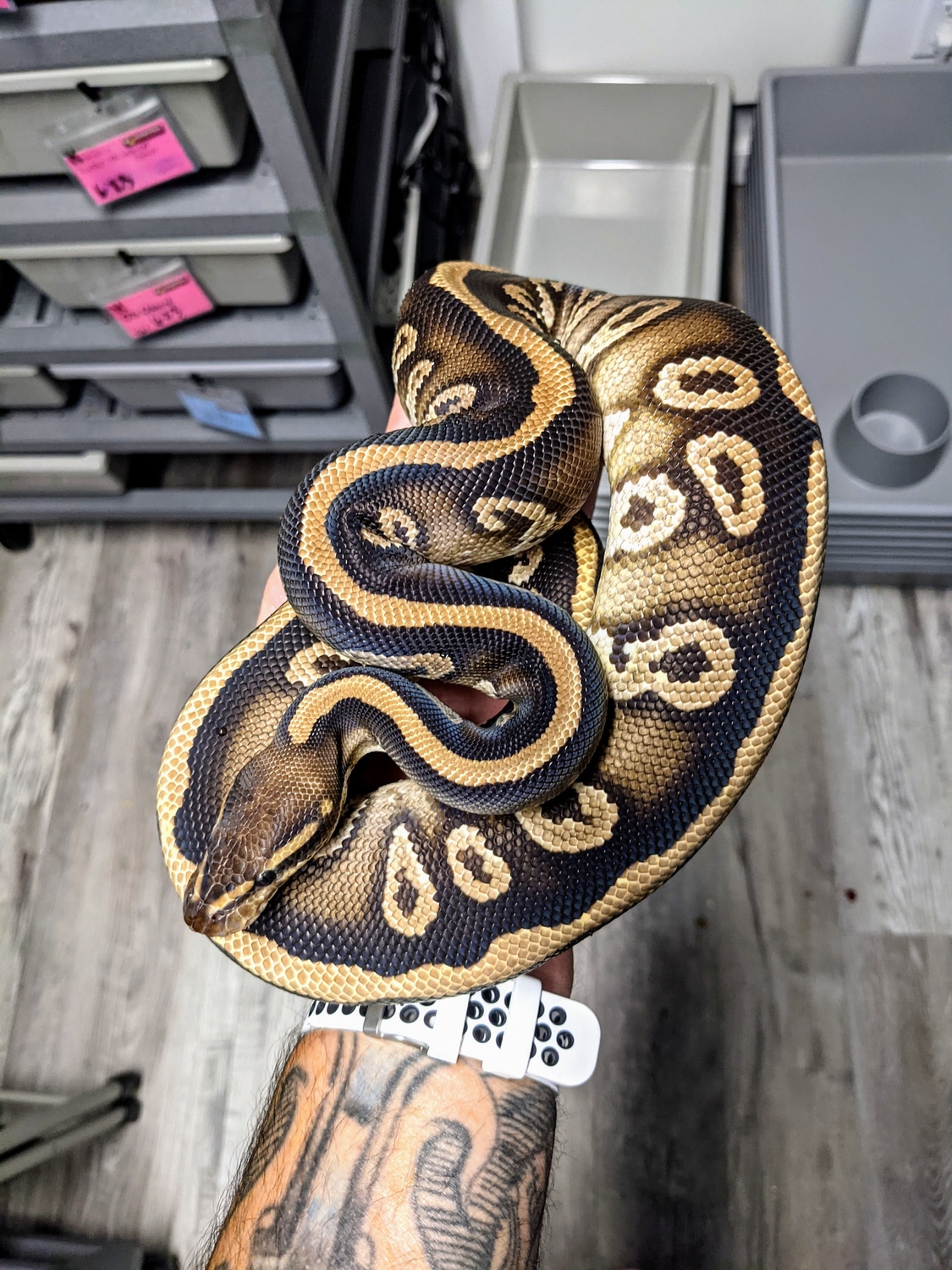 Cypress Mystic Ball Python by Python Perfection Inc - MorphMarket