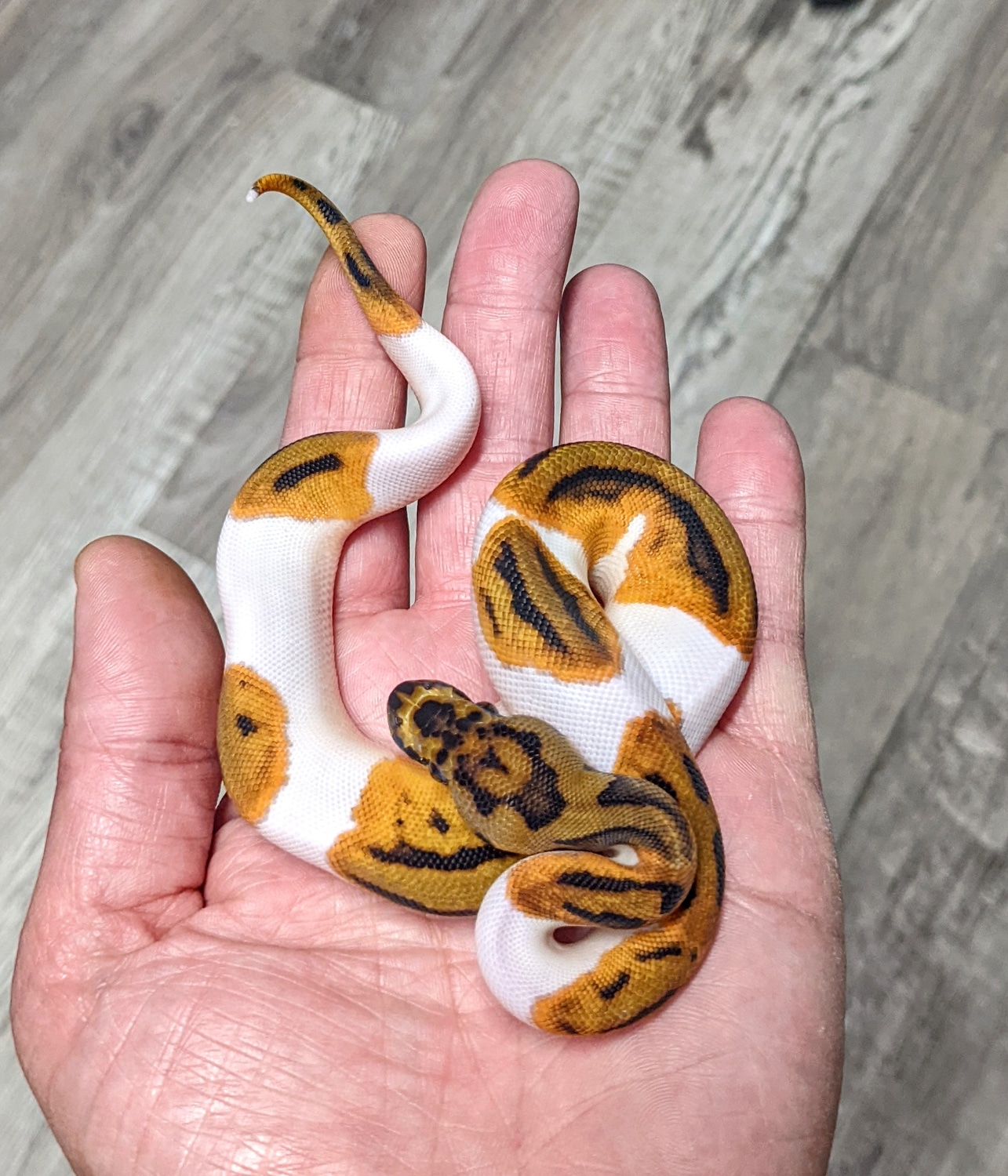 Clown Pied Ball Python by Python Perfection Inc MorphMarket